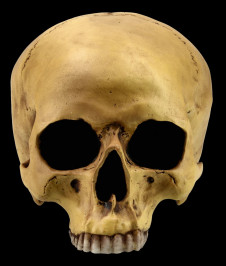 Lebka MARKUS MAYER Human skull