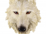 Magnet na lednici VLK White wolf head  