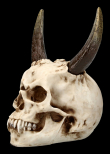 Lebka MARKUS MAYER Horned skull  