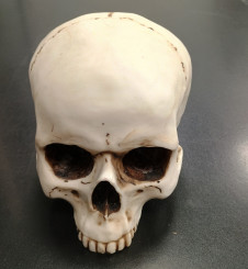 Lebka MARKUS MAYER Human skull 2