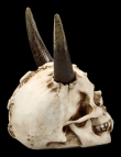 Lebka MARKUS MAYER Horned skull  