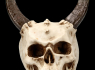 Lebka MARKUS MAYER Horned skull  