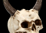 Lebka MARKUS MAYER Horned skull  