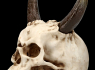 Lebka MARKUS MAYER Horned skull  