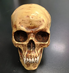 Lebka MARKUS MAYER Vampire skull 1