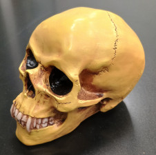 Lebka MARKUS MAYER Vampire skull 2